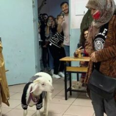 Seçime Kuzu Kuzu Geldi